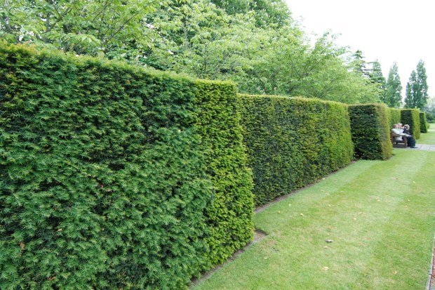 hedge